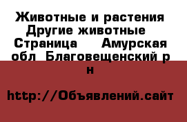 Животные и растения Другие животные - Страница 3 . Амурская обл.,Благовещенский р-н